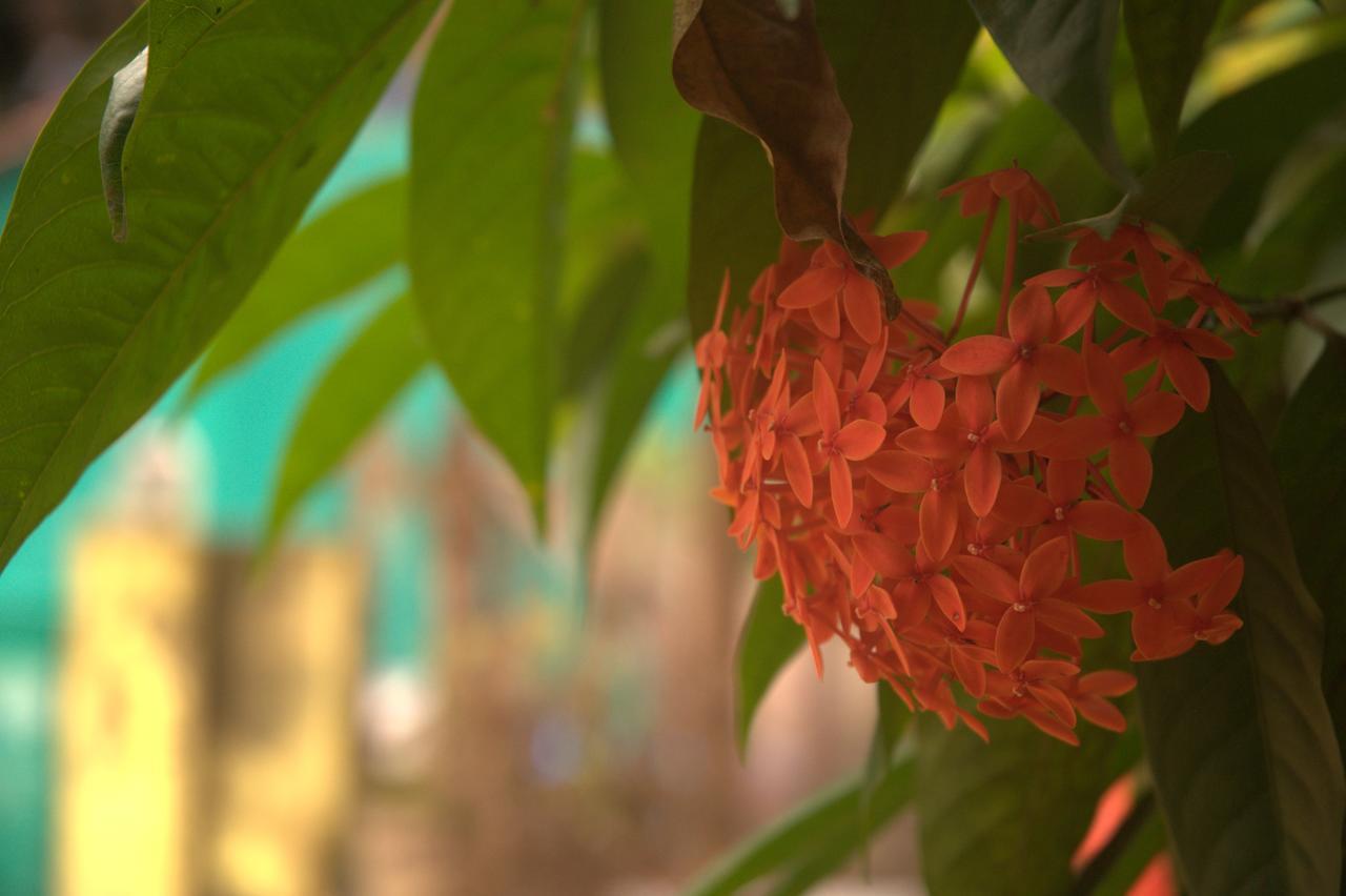 Namahstay Eco Hostel & Coworking & Art Community Space Arambol Buitenkant foto